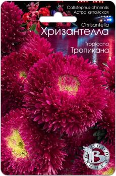 Астра Хризантелла Тропикана 30шт китайская /однолетник