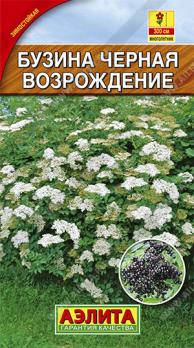 Бузина черная Возрождение 