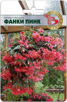 Бегония Фанки Пинк 5шт гибридная,ампельная /однолетник
