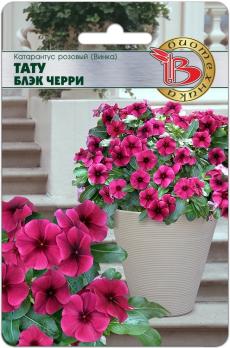 Катарантус Тату Блэк Черри 8шт розовый /однолетник