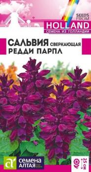 Сальвия Редди Парпл сверкающая 5шт Н25см (Голландия) /однолетник