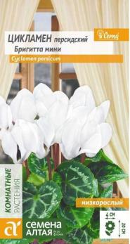 Цикламен персидский Бригитта мини 3шт Н20см /комнатные