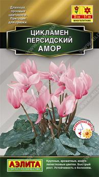 Цикламен персидский Амор 3шт Золотая сер /комнатные