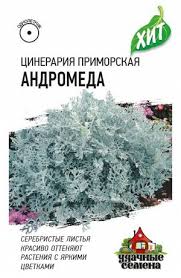 Цинерария Андромеда приморская 0,1гр ХИТх3 /однолетник