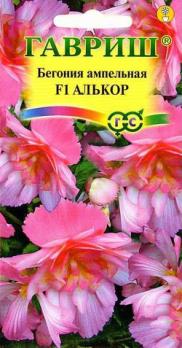 Бегония Алькор F1 ампельная 4шт (драже в пробирке) /комнатные