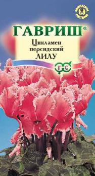 Цикламен персидский Лилу 3шт /комнатные