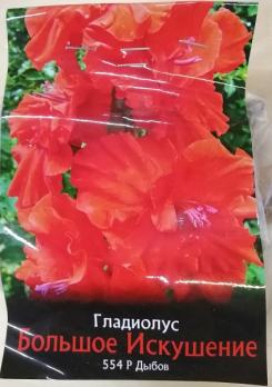 Гладиолус Большое Искушение (10шт) Экстра