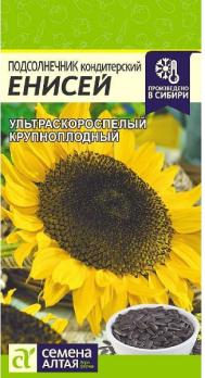 Подсолнечник Енисей 10гр ультраскороспел,крупноплод