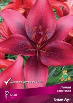 Лилия азиатская Блэк Аут 12/14 (3шт) 125см
