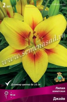Лилия азиатская Джайв (2шт) 90см 14/16