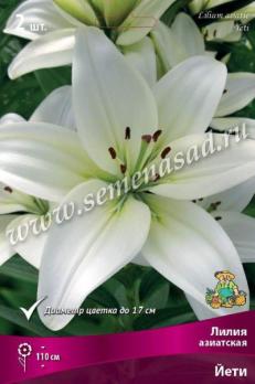 Лилия азиатская Йети 14/16 (2шт) 110см