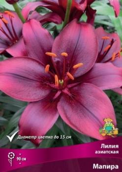 Лилия азиатская Мапира (3шт) 90см 12/14
