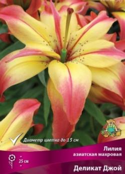 Лилия азиатская махровая Деликат Джой 12/14 (3шт) 25см