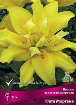 Лилия азиатская махровая Фата Моргана (3шт) 95см 12/22