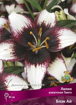 Лилия Азиатская Танго Блэк Ай (3шт) 85см 12/14