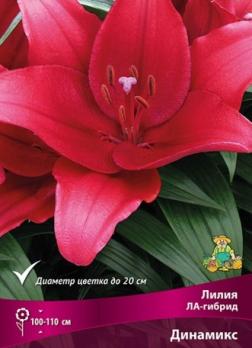 Лилия ЛА-гибрид Динамикс 12/14 (5шт) 100-110см