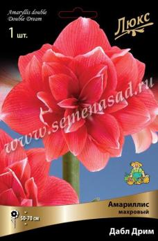 Амариллис Дабл Дрим (1шт) махровый 24/26
