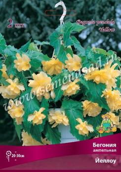 Бегония Йеллоу (2шт) ампельная 4/5