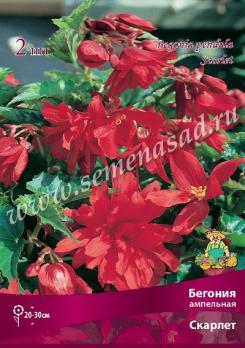 Бегония Скарлет (2шт) ампельная 4/5