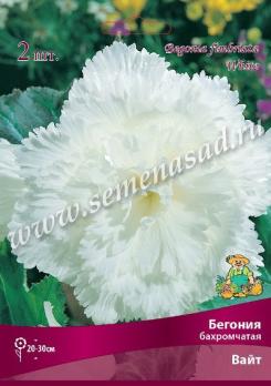 Бегония Вайт (2шт) бахромчатая 4/5