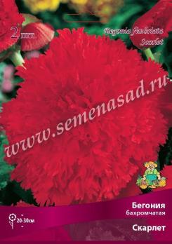 Бегония Скарлет (2шт) бахромчатая 4/5