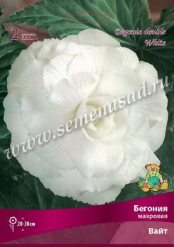 Бегония Вайт (2шт) махровая 4/5