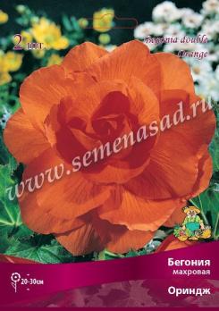 Бегония Ориндж (1шт) махровая 5/6
