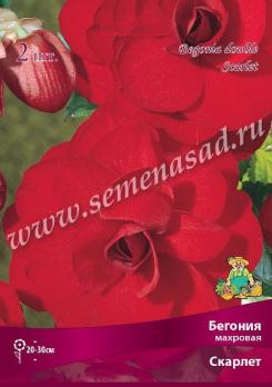 Бегония Скарлет (2шт) махровая 4/5