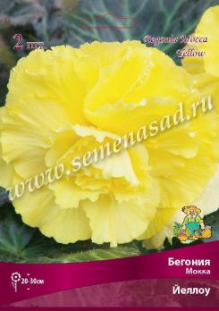 Бегония Йеллоу (2шт) мокка 4/5