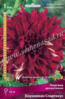 Георгина Боухимиан Спартакус (1шт) декоративная I разбор