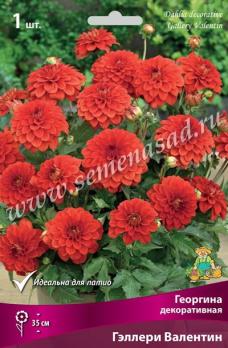 Георгина Гэллери Валентин (1шт) декоративная I разбор