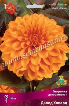 Георгина Давид Ховард (1шт) декоративная I разбор