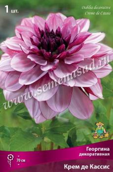 Георгина Крем де Кассис (1шт) декоративная I разбор