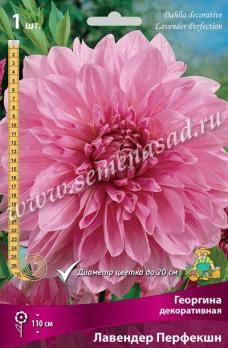 Георгина Лавендер Перфекшн (1шт) декоративная I разбор
