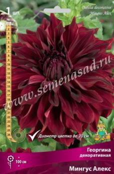 Георгина Мингус Алекс (1шт) декоративная I разбор