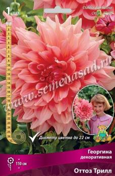 Георгина Оттоз Трилл (1шт) декоративная I разбор