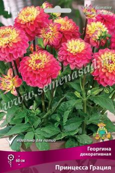 Георгина Принцесса Грация (1шт) декоративная I разбор