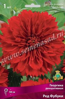 Георгина Ред Фубуки (1шт) декоративная I разбор