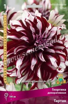 Георгина Тартан (1шт) декоративная I разбор
