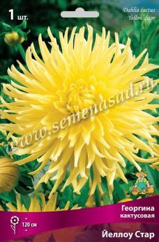Георгина Йеллоу Стар (1шт) кактусовая I разбор