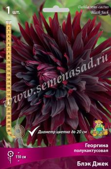 Георгина Блэк Джек (1шт) полукактусовая I разбор