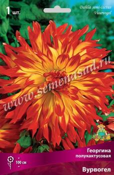 Георгина Вурвогел (1шт) полукактусовая I разбор