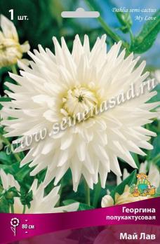 Георгина Май Лав (1шт) полукактусовая I разбор