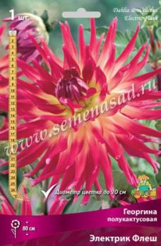 Георгина Электрик Флеш (1шт) полукактусовая I разбор