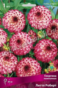 Георгина Литтл Роберт (1шт) помпонная I разбор