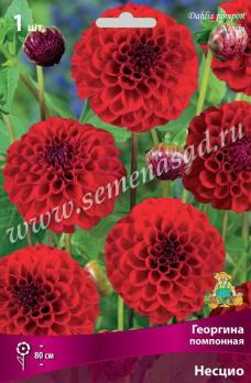 Георгина Несцио (1шт) помпонная I разбор