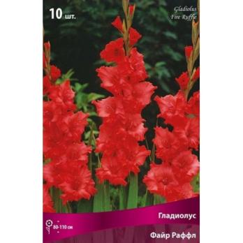 Гладиолус Файр Раффл (10шт) гофрированный 10/12
