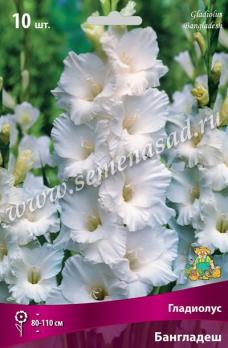 Гладиолус Бангладеш (10шт) крупноцветковый 10/12