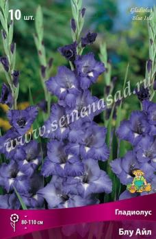 Гладиолус Блу Айл (10шт) крупноцветковый 10/12