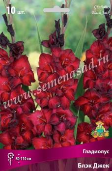 Гладиолус Блэк Джек (10шт) крупноцветковый 10/12